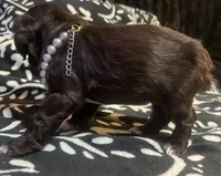 Hershey, a female Cocker Spaniel for sale in Inez, KY – 3 of 3