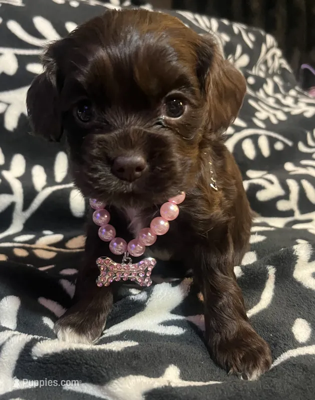 Twix – Cocker Spaniel puppy for sale in Inez, KY