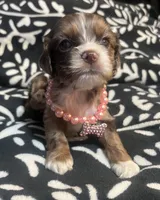 Runt, a female Cocker Spaniel for sale in Inez, KY – 3 of 5