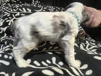 Snoopy, a male Cocker Spaniel for sale in Inez, KY – 3 of 4