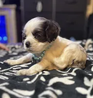 Snoopy, a male Cocker Spaniel for sale in Inez, KY – 2 of 4