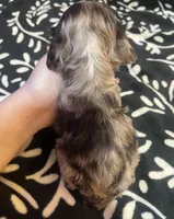 Smore , a female Cocker Spaniel for sale in Inez, KY – 4 of 4