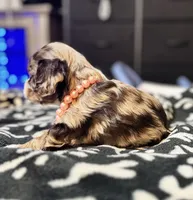 Runt, a female Cocker Spaniel for sale in Inez, KY – 4 of 5