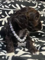 Hershey, a female Cocker Spaniel for sale in Inez, KY – 2 of 3