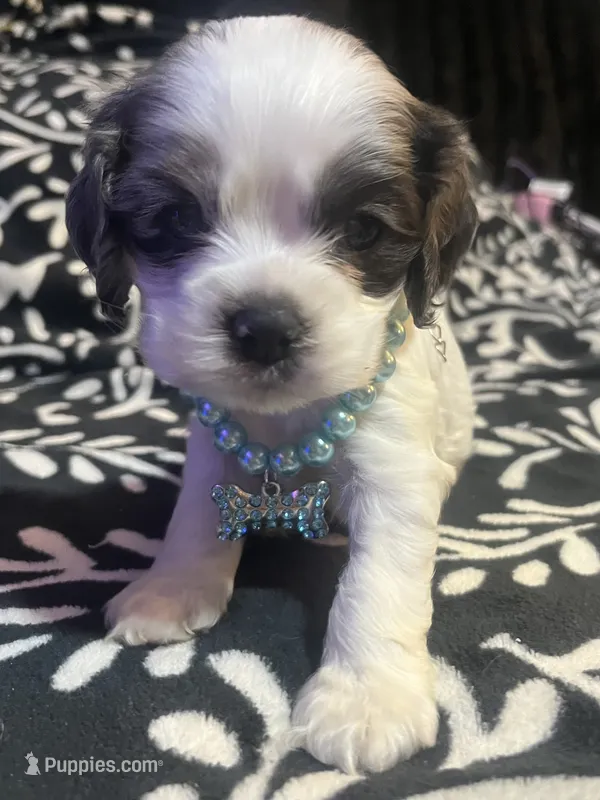Snoopy – Cocker Spaniel puppy for sale in Inez, KY