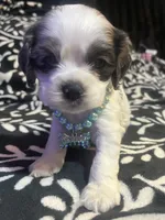 Snoopy, a male Cocker Spaniel for sale in Inez, KY – 1 of 4