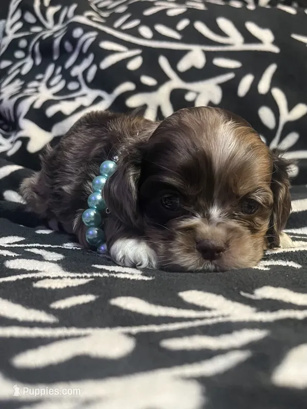 Smore  – Cocker Spaniel puppy for sale in Inez, KY