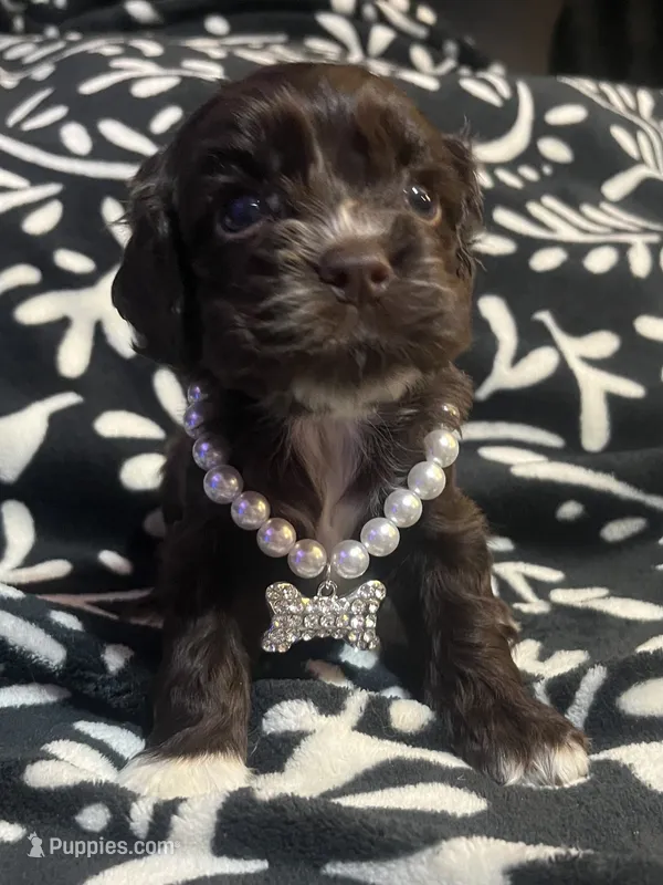 Hershey – Cocker Spaniel puppy for sale in Inez, KY