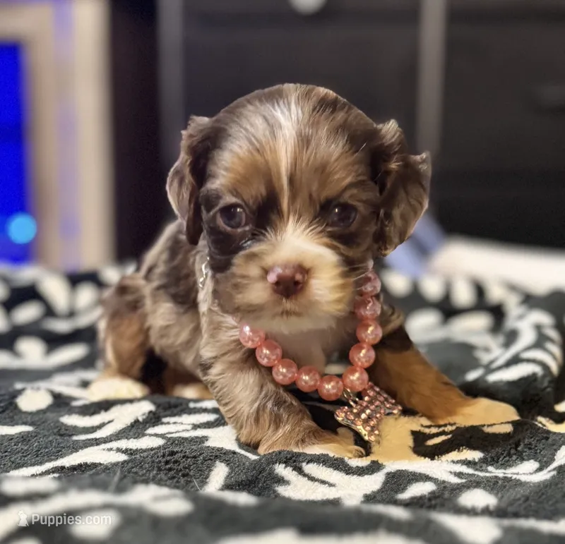 Runt – Cocker Spaniel puppy for sale in Inez, KY
