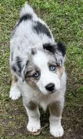 McQueen, a male Miniature Australian Shepherd for sale in Aspen, CO – 1 of 5