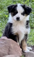 Heart, a female Miniature Australian Shepherd for sale in Aspen, CO – 4 of 4