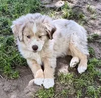Lilac, a female Miniature Australian Shepherd for sale in Aspen, CO – 4 of 4
