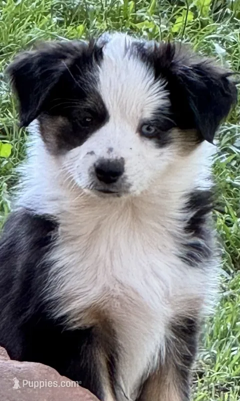Heart – Miniature Australian Shepherd puppy for sale in Aspen, CO