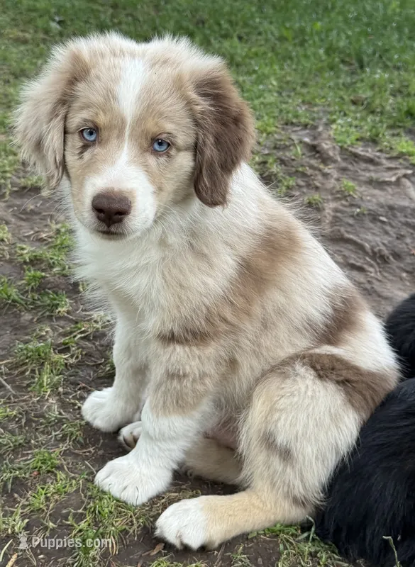 Cypress – Miniature Australian Shepherd puppy for sale in Aspen, CO