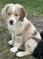 Cypress, a male Miniature Australian Shepherd for sale in Aspen, CO – 1 of 3