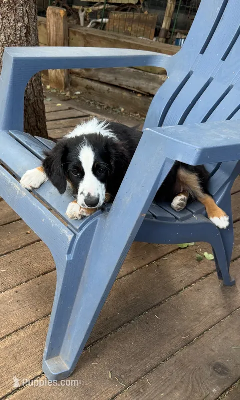 Diamond – Miniature Australian Shepherd puppy for sale in Aspen, CO