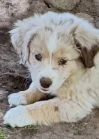 Lilac, a female Miniature Australian Shepherd for sale in Aspen, CO – 2 of 4