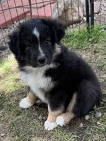 Bronson, a male Miniature Australian Shepherd for sale in Aspen, CO – 2 of 4