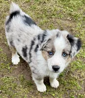 McQueen, a male Miniature Australian Shepherd for sale in Aspen, CO – 2 of 5