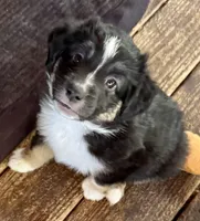 Bronson, a male Miniature Australian Shepherd for sale in Aspen, CO – 4 of 4