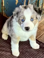 McQueen, a male Miniature Australian Shepherd for sale in Aspen, CO – 3 of 5