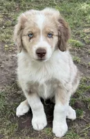 Cypress, a male Miniature Australian Shepherd for sale in Aspen, CO – 3 of 3