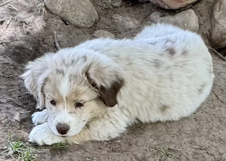 Lilac – Miniature Australian Shepherd puppy for sale in Aspen, CO