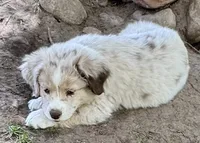 Lilac, a female Miniature Australian Shepherd for sale in Aspen, CO – 1 of 4