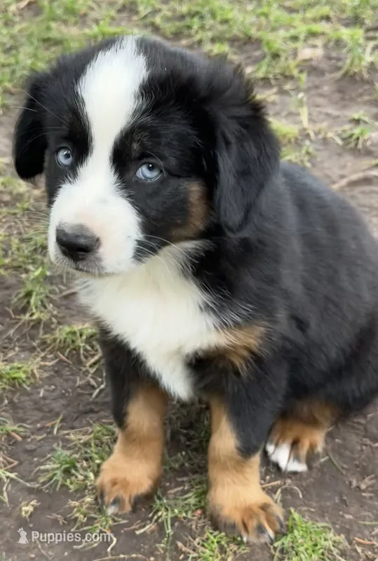Blaze  – Miniature Australian Shepherd puppy for sale in Aspen, CO