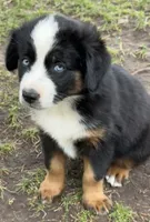 Blaze , a female Miniature Australian Shepherd for sale in Aspen, CO – 1 of 6