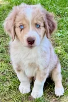 Cypress, a male Miniature Australian Shepherd for sale in Aspen, CO – 2 of 3
