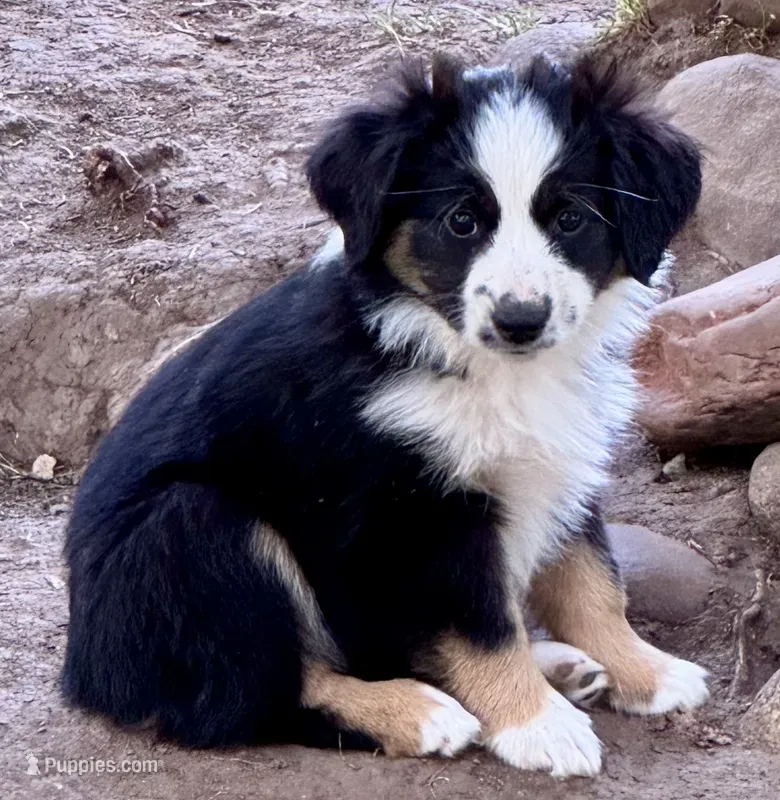Diamond – Miniature Australian Shepherd puppy for sale in Aspen, CO