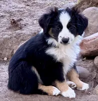Diamond, a female Miniature Australian Shepherd for sale in Aspen, CO – 1 of 3