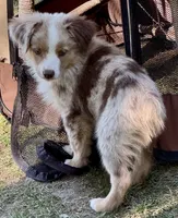 Yoda, a male Miniature Australian Shepherd for sale in Aspen, CO – 1 of 3