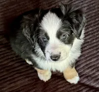 Diamond, a female Miniature Australian Shepherd for sale in Aspen, CO – 2 of 3