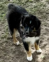 Bronson, a male Miniature Australian Shepherd for sale in Aspen, CO – 3 of 7
