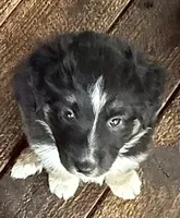 Bronson, a male Miniature Australian Shepherd for sale in Aspen, CO – 3 of 4
