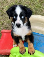 Blaze , a female Miniature Australian Shepherd for sale in Aspen, CO – 5 of 6