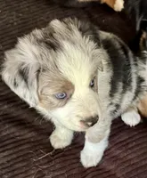 McQueen, a male Miniature Australian Shepherd for sale in Aspen, CO – 4 of 5