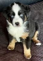 Blaze , a female Miniature Australian Shepherd for sale in Aspen, CO – 2 of 6