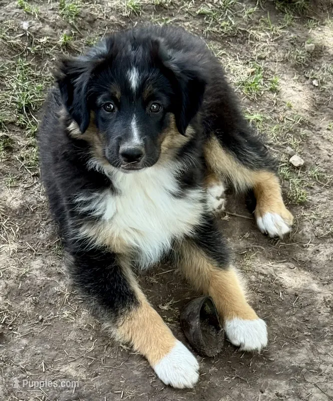 Bronson – Miniature Australian Shepherd puppy for sale in Aspen, CO