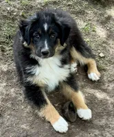 Bronson, a male Miniature Australian Shepherd for sale in Aspen, CO – 2 of 7