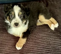 Brenner, a female Miniature Australian Shepherd for sale in Aspen, CO – 3 of 3