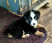 Blaze , a female Miniature Australian Shepherd for sale in Aspen, CO – 3 of 6