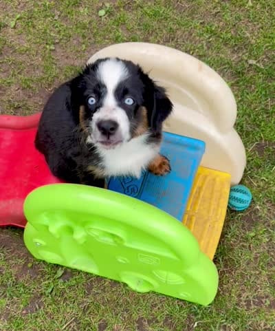 Blaze , a female Miniature Australian Shepherd for sale in Aspen, CO – 6 of 6