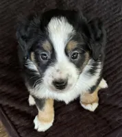Brenner, a female Miniature Australian Shepherd for sale in Aspen, CO – 2 of 3