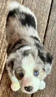 McQueen, a male Miniature Australian Shepherd for sale in Aspen, CO – 5 of 5