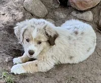 Lilac, a female Miniature Australian Shepherd for sale in Aspen, CO – 3 of 4