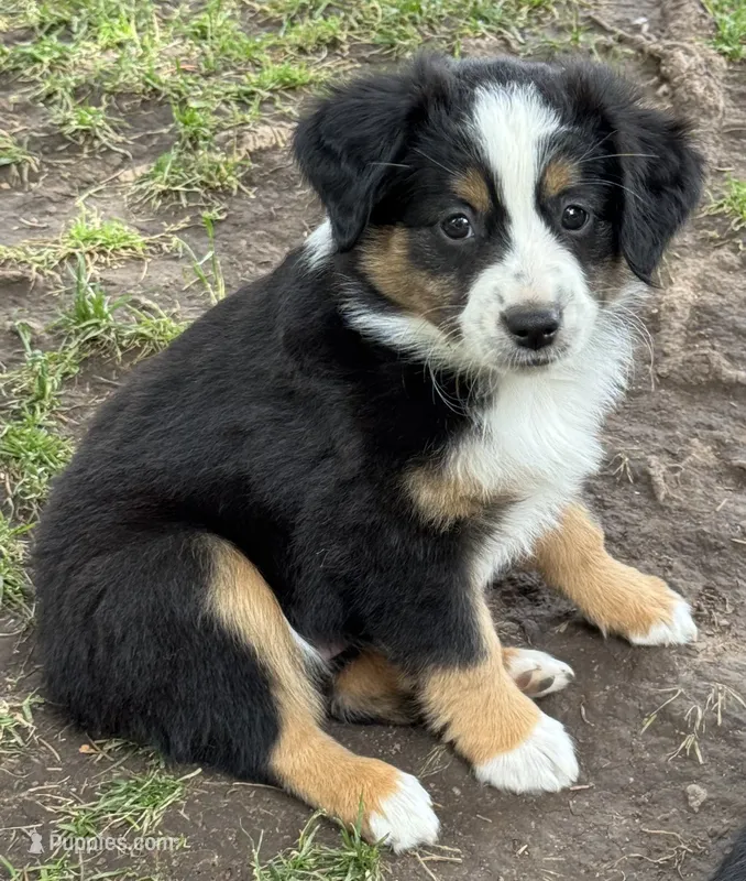 Brenner – Miniature Australian Shepherd puppy for sale in Aspen, CO