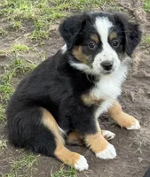 Brenner, a female Miniature Australian Shepherd for sale in Aspen, CO – 1 of 3